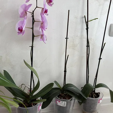 Apartament Vip Luxury *