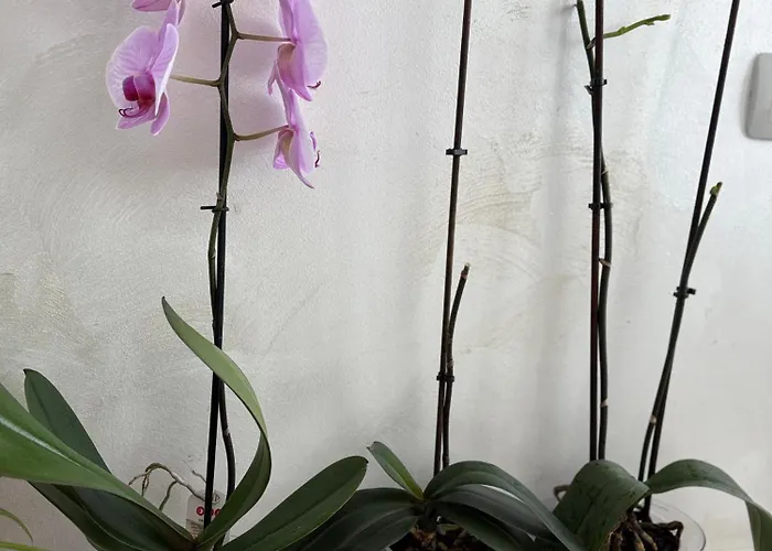 Appartamento Vip Luxury *